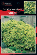 Load image into Gallery viewer, Sambucus nigra Aurea  Golden Elderberry 200 mm
