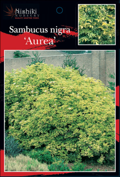 Sambucus nigra Aurea  Golden Elderberry 200 mm