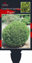 Load image into Gallery viewer, Cryptomeria japonica Pygmaea 200 mm
