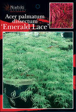 Load image into Gallery viewer, Acer palmatum dissectum Emerald Lace 90 Ltr
