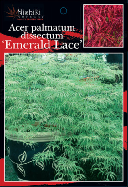 Acer palmatum dissectum Emerald Lace 90 Ltr