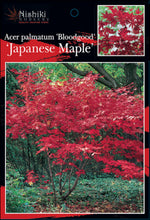 Load image into Gallery viewer, Acer palmatum Bloodgood 400 mm
