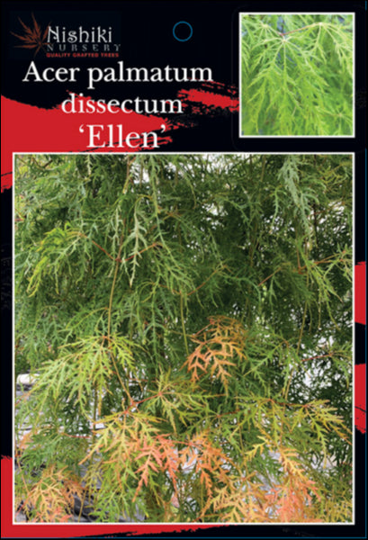Acer palmatum dissectum Ellen 500 mm