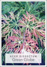 Load image into Gallery viewer, Acer palmatum dissectum Green Globe 500 mm
