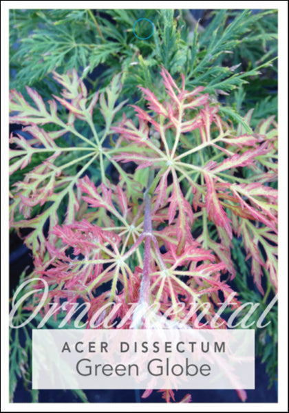 Acer palmatum dissectum Green Globe 500 mm