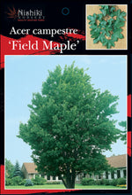 Load image into Gallery viewer, Acer campestre  Field Maple 200 mm
