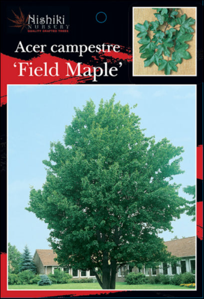 Acer campestre  Field Maple 200 mm