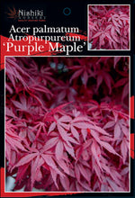 Load image into Gallery viewer, Acer palmatum Atropurpureum  Purple Maple 400 mm

