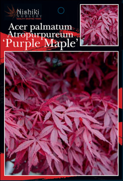 Acer palmatum Atropurpureum  Purple Maple 400 mm